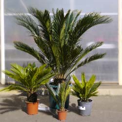 Cycas / Cycas revoluta